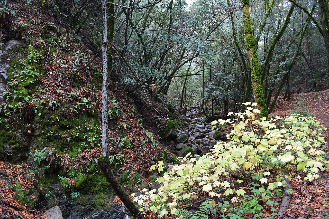 Uvas Canyon