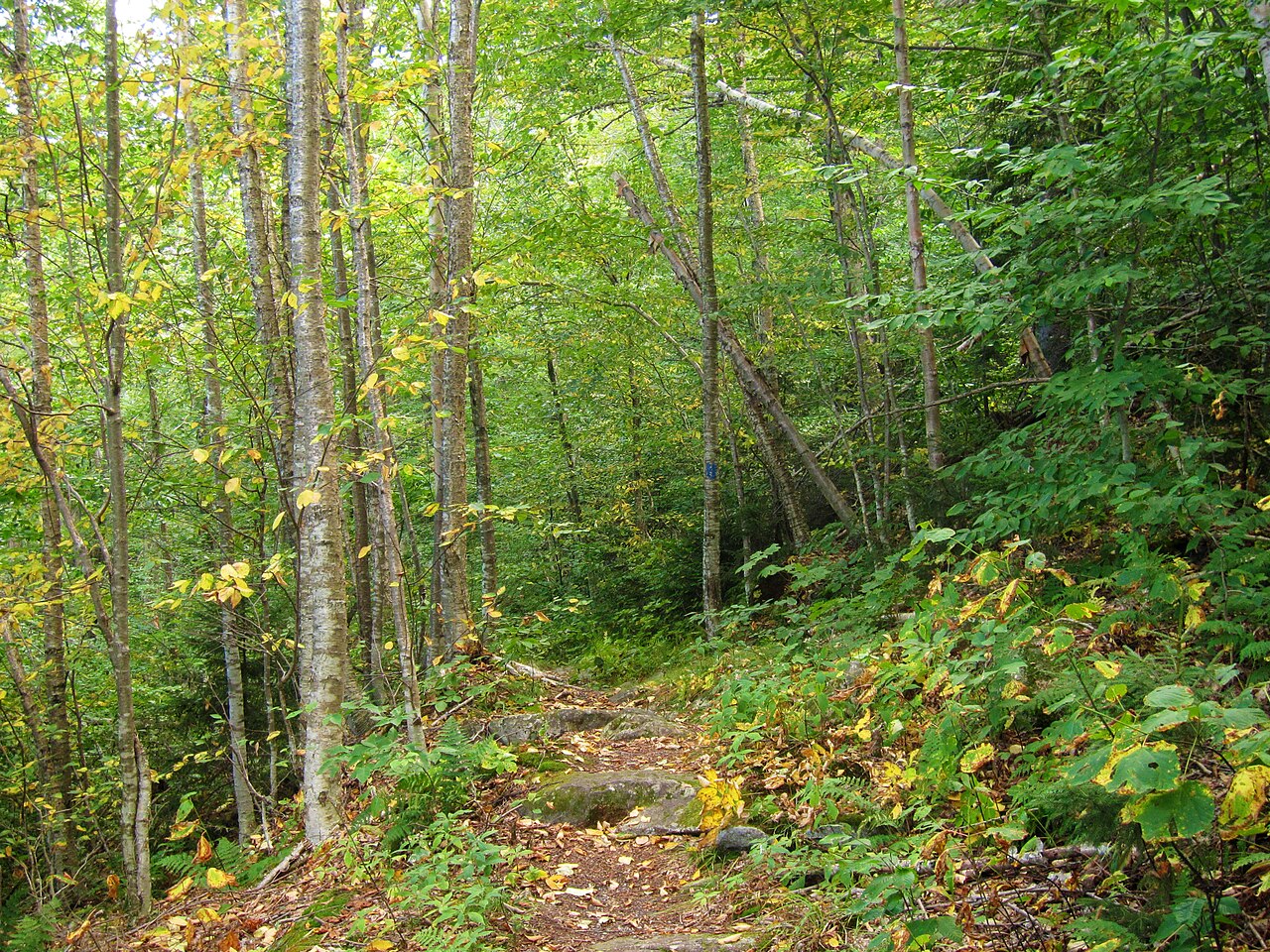 Wikimedia Commons