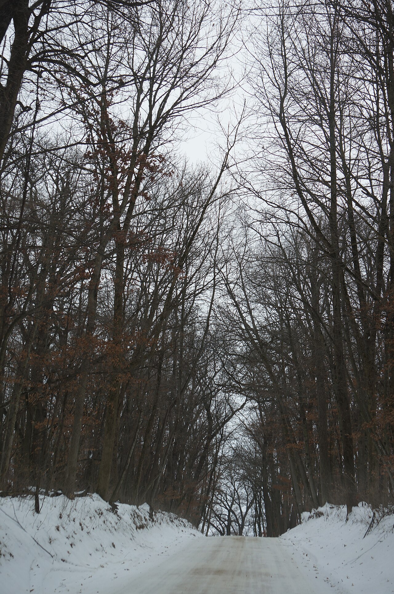 Wikimedia Commons