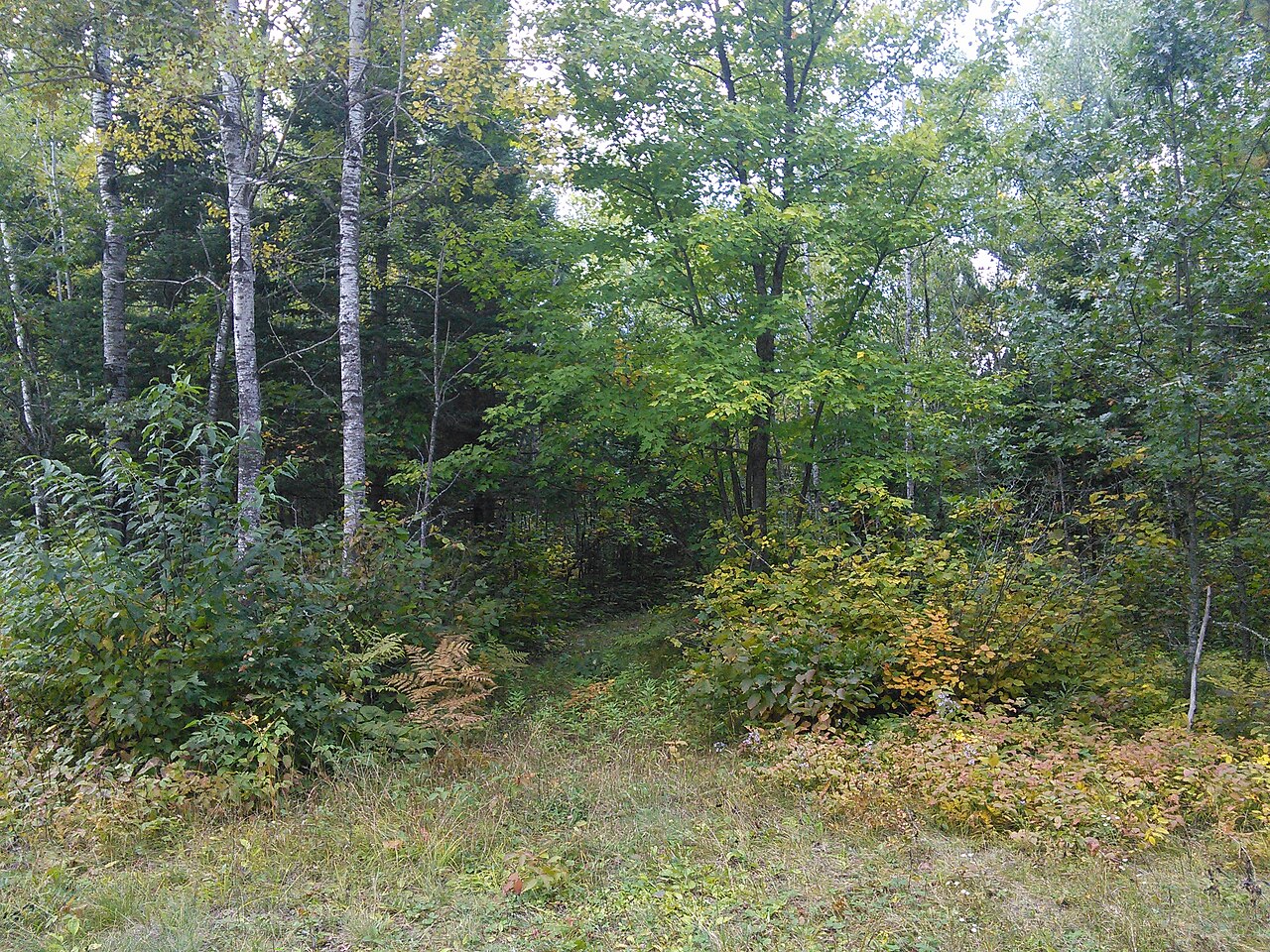 Brule River State Forest