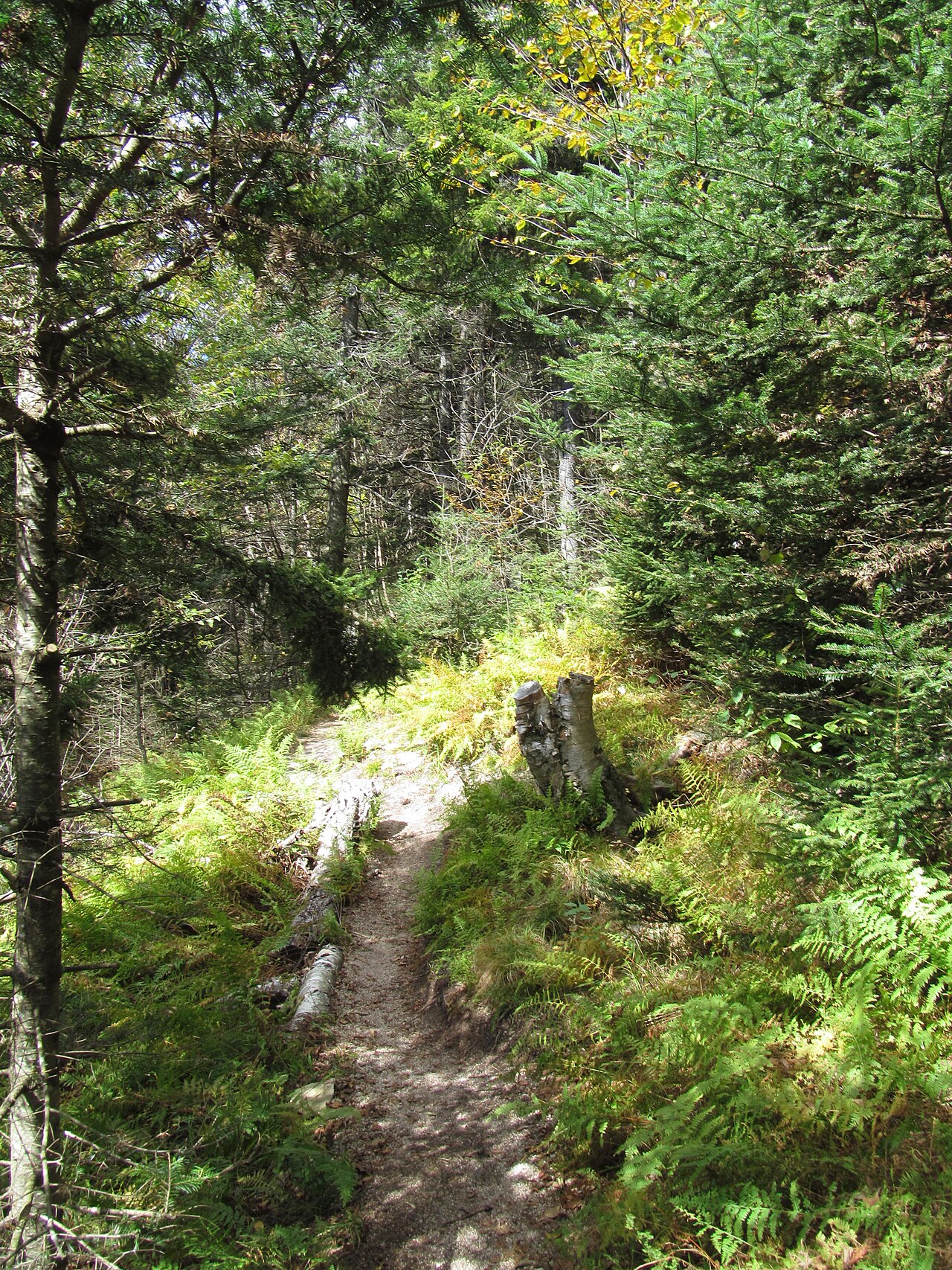 Wikimedia Commons