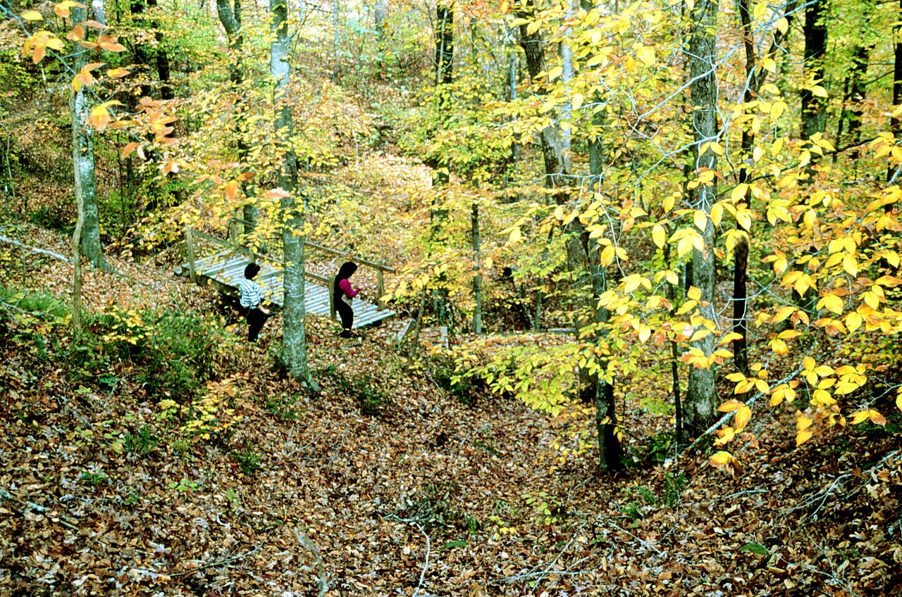 Wikimedia Commons
