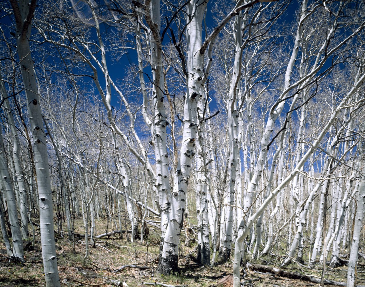Wikimedia Commons
