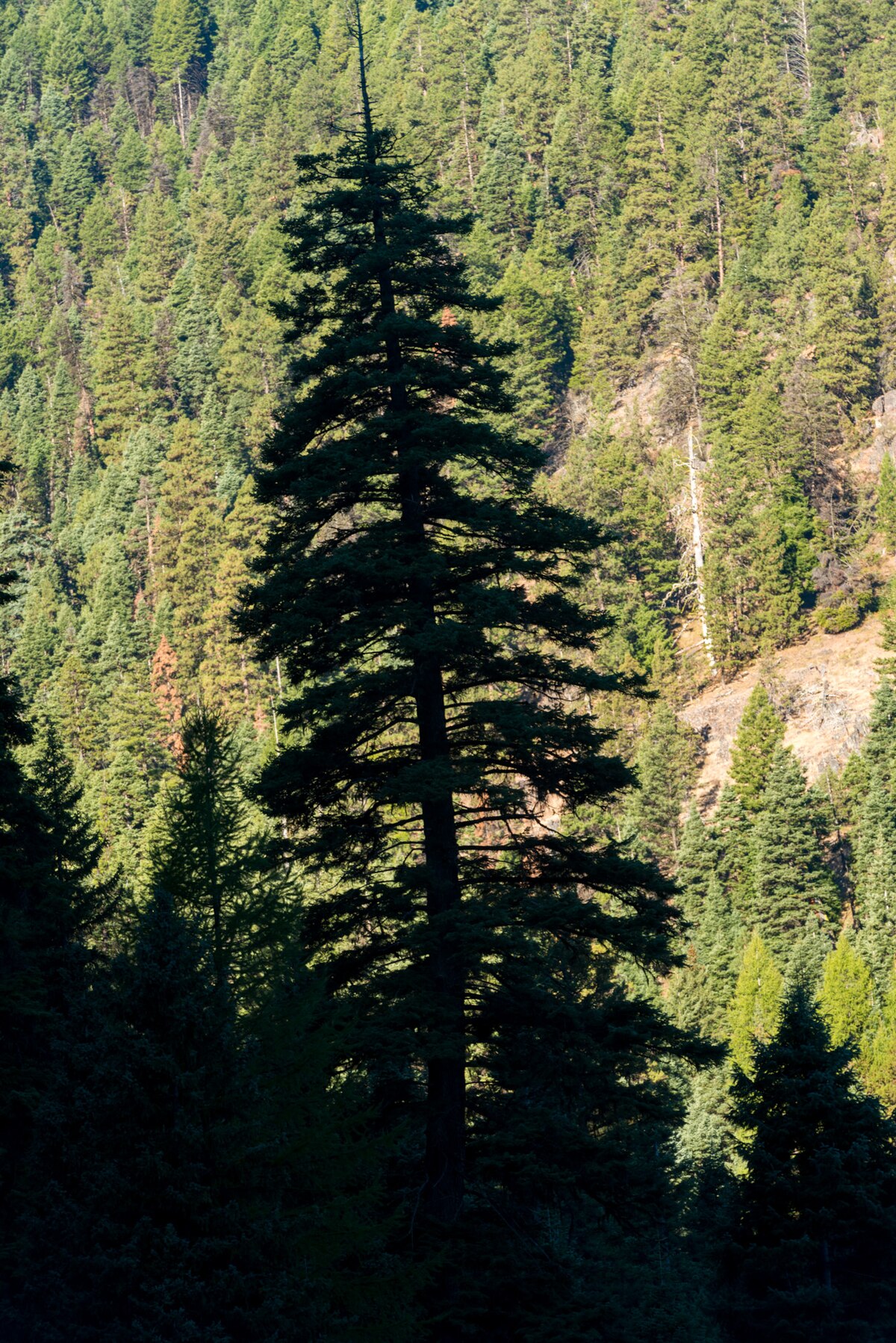 Wikimedia Commons