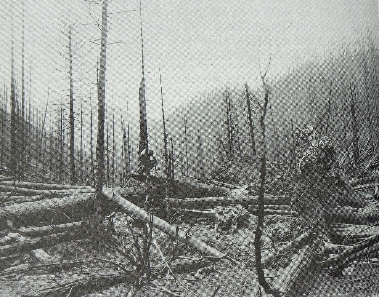 Wikimedia Commons