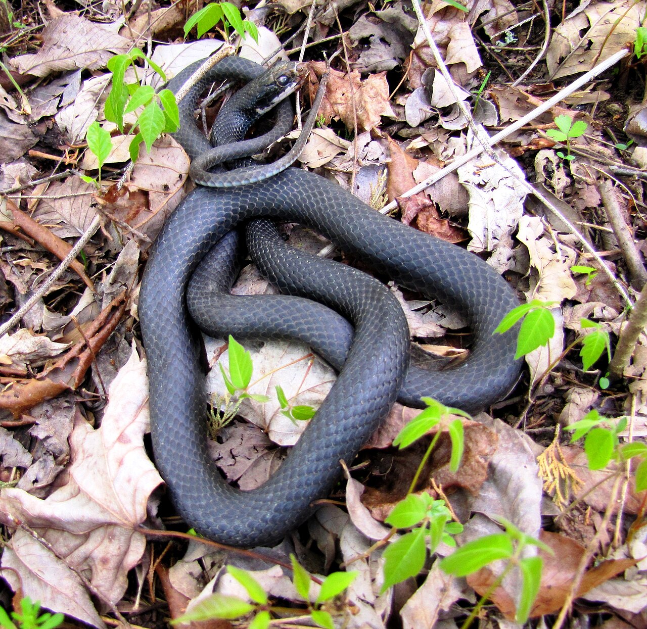 Wikimedia Commons