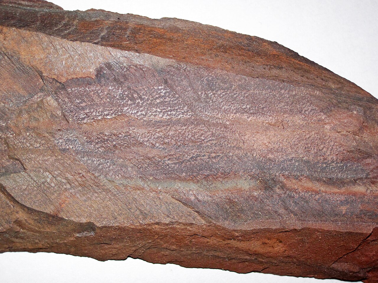 Mud Lake State Forest Campground