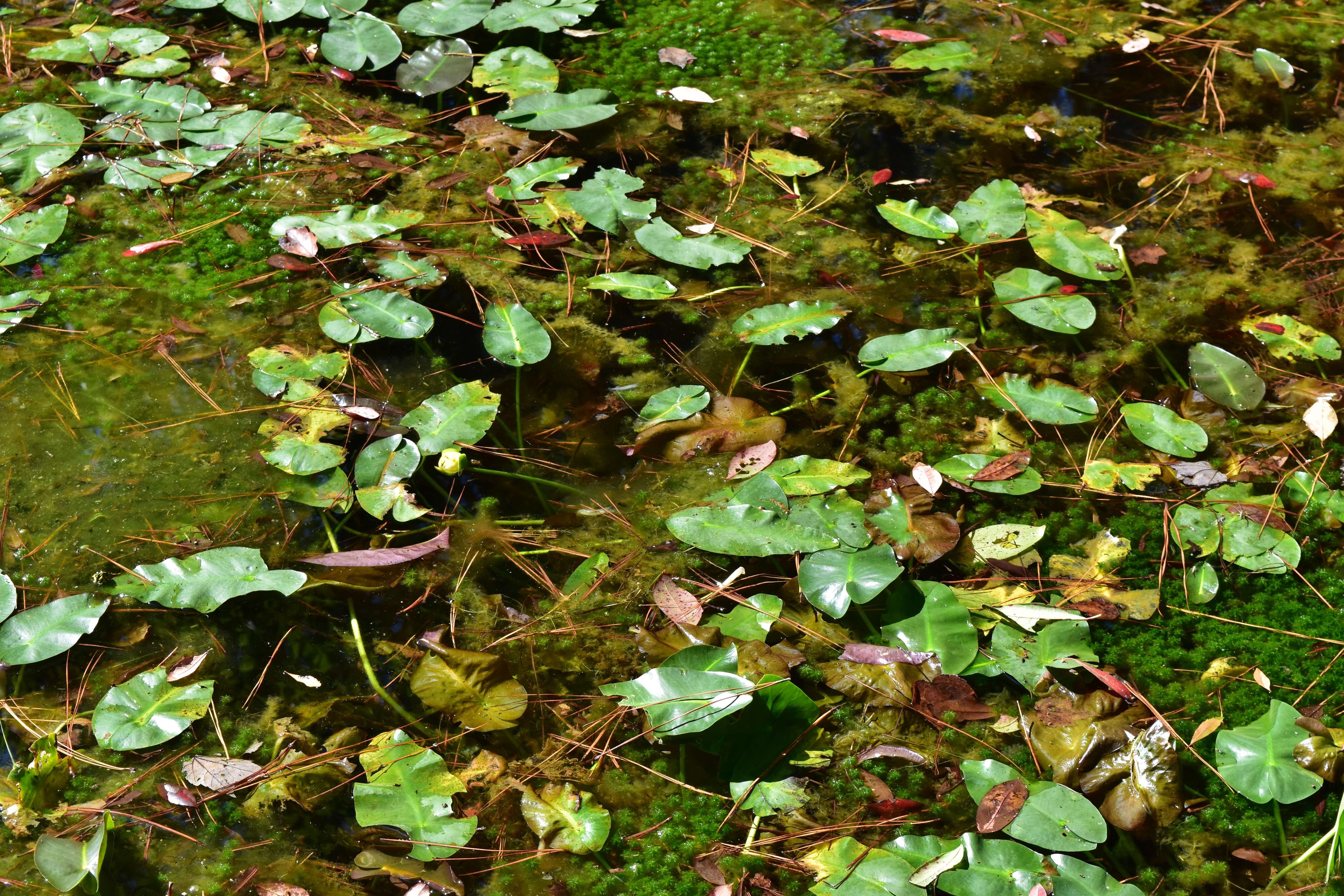 Wikimedia Commons