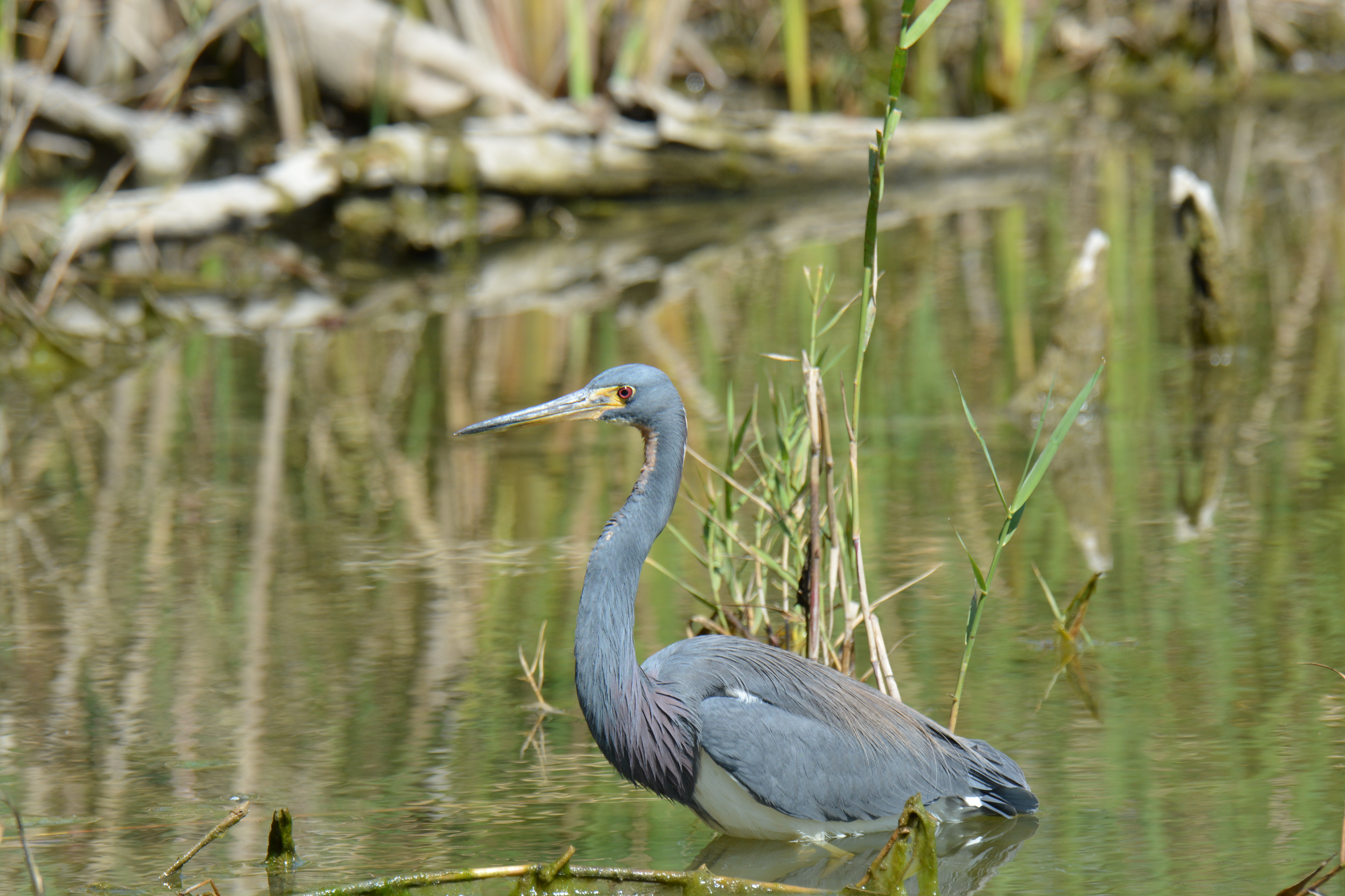 Estero Llano Grande State Park