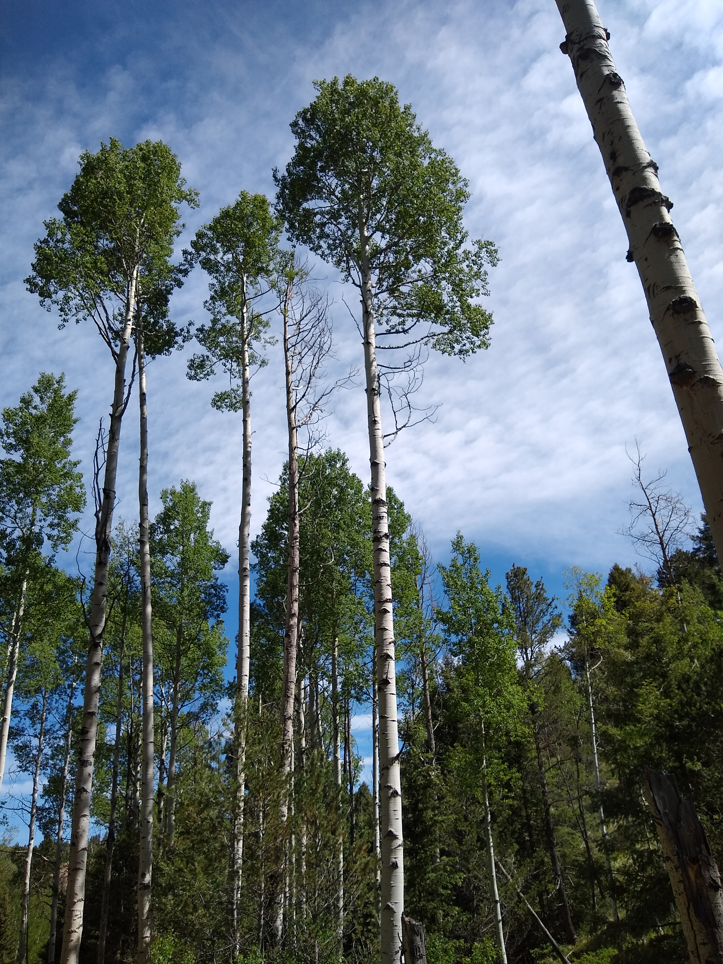 Mueller State Park