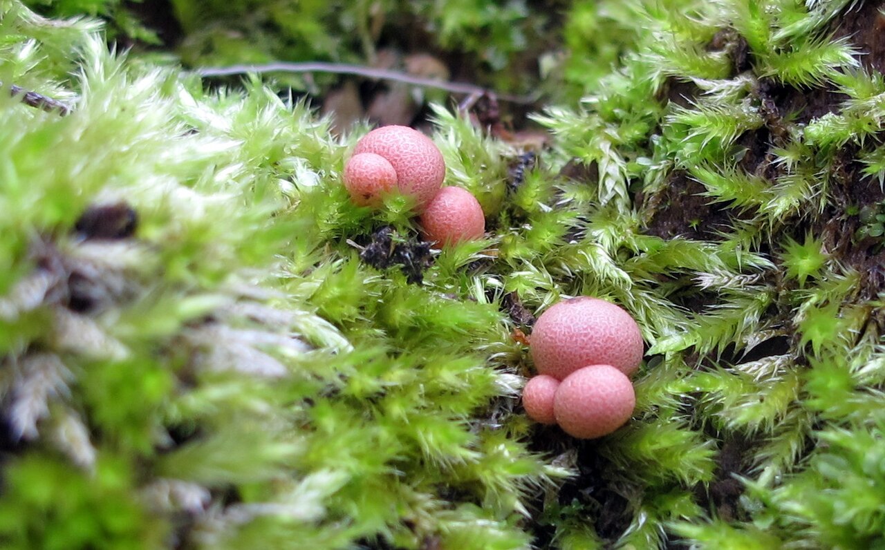 Beaver Creek Group Campground