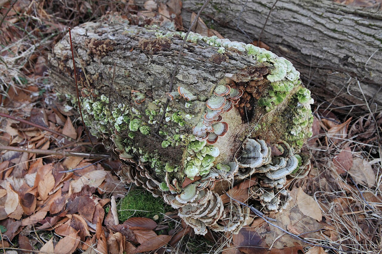 Punderson Campground