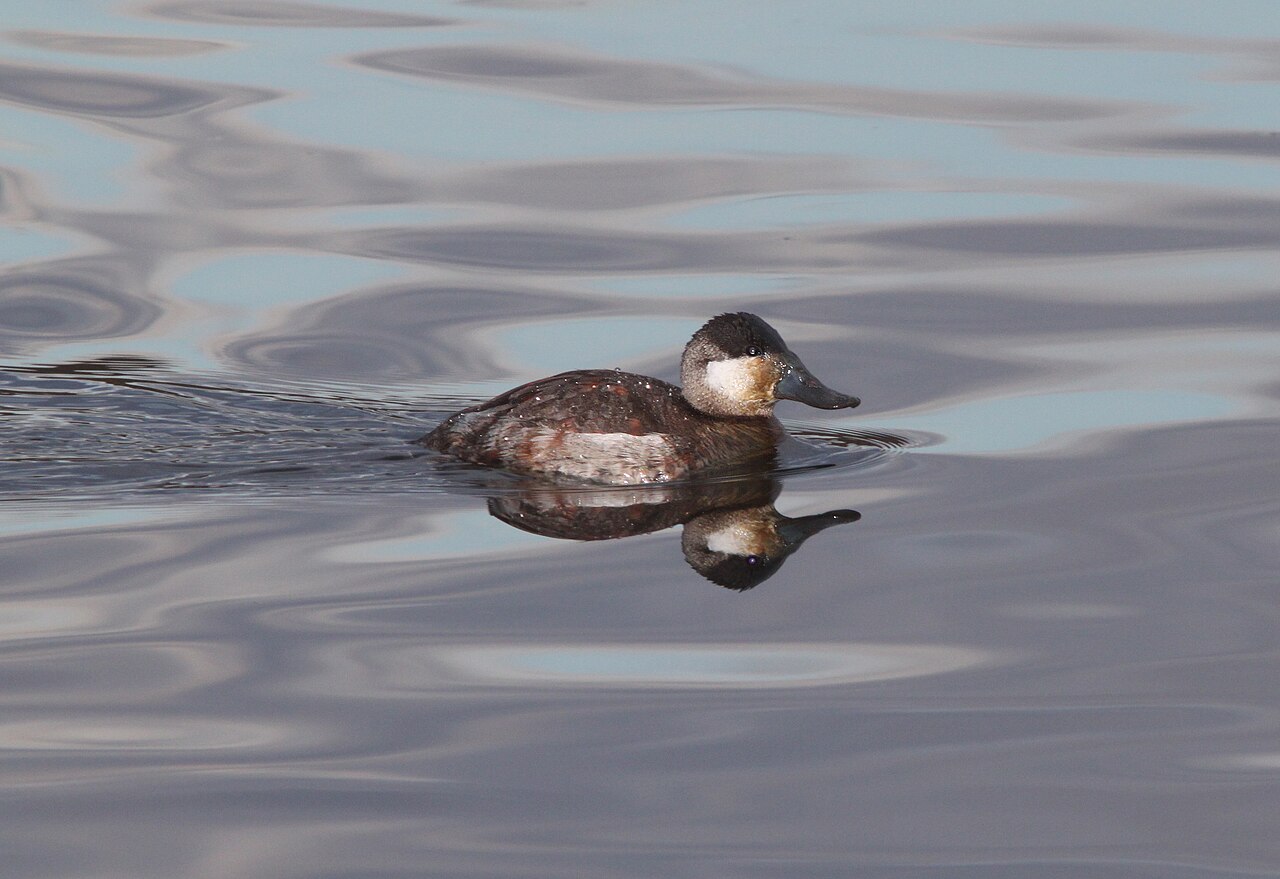 Ruddy Duck Campground