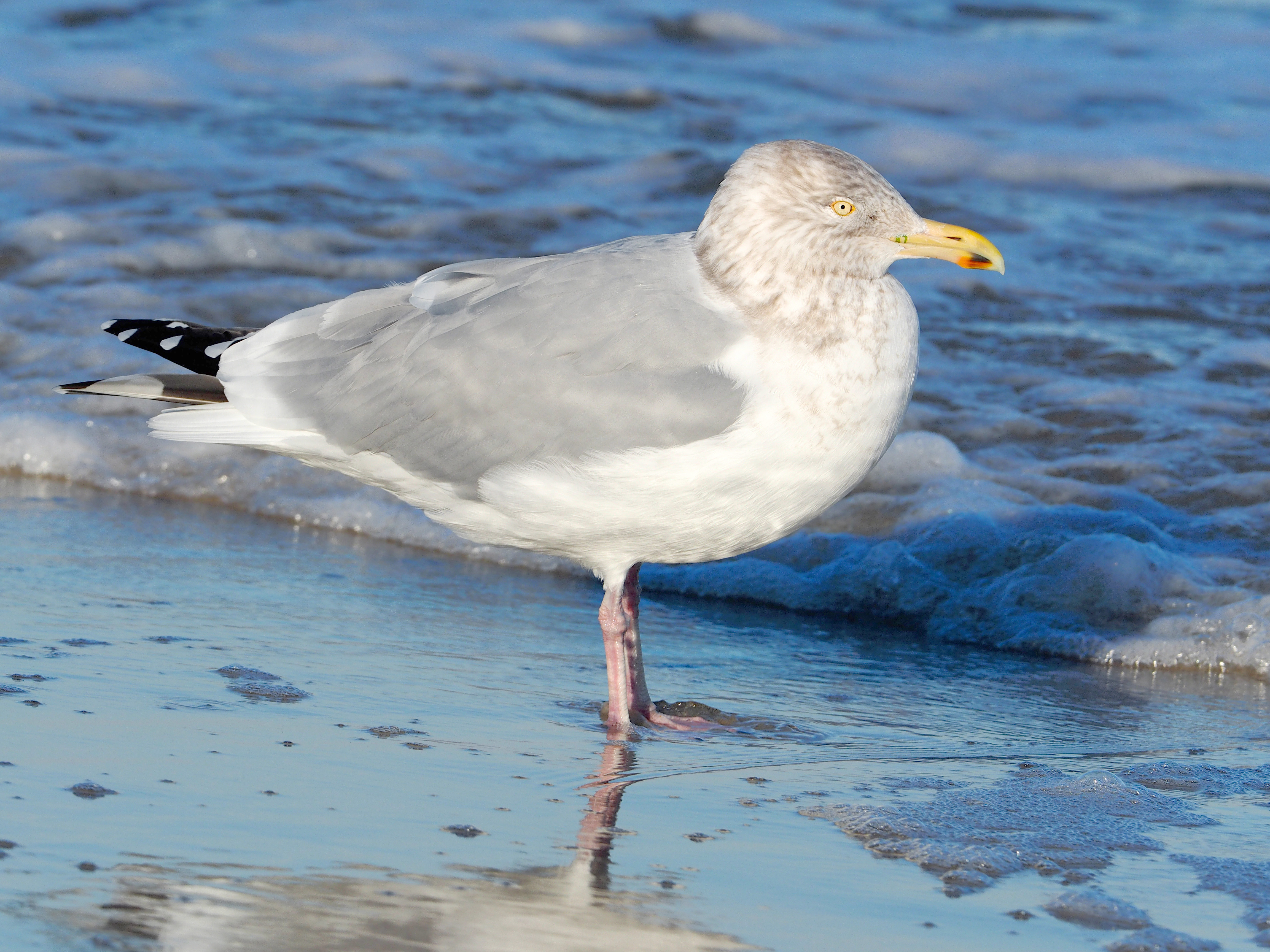 Delaware Seashore State Park
