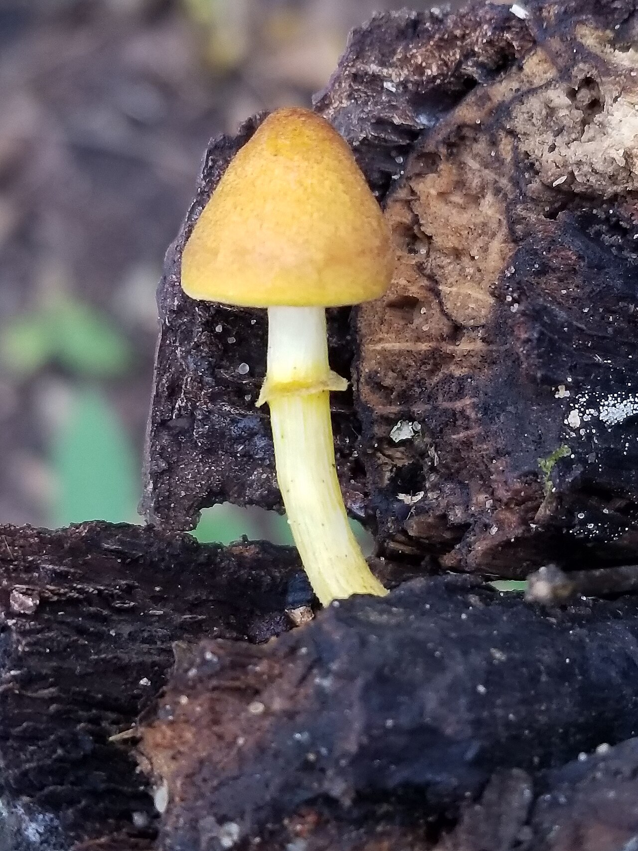 Special Use Campground