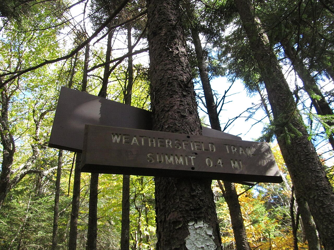 Wikimedia Commons