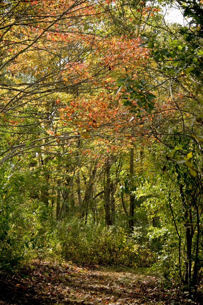 Bald Eagle State Park