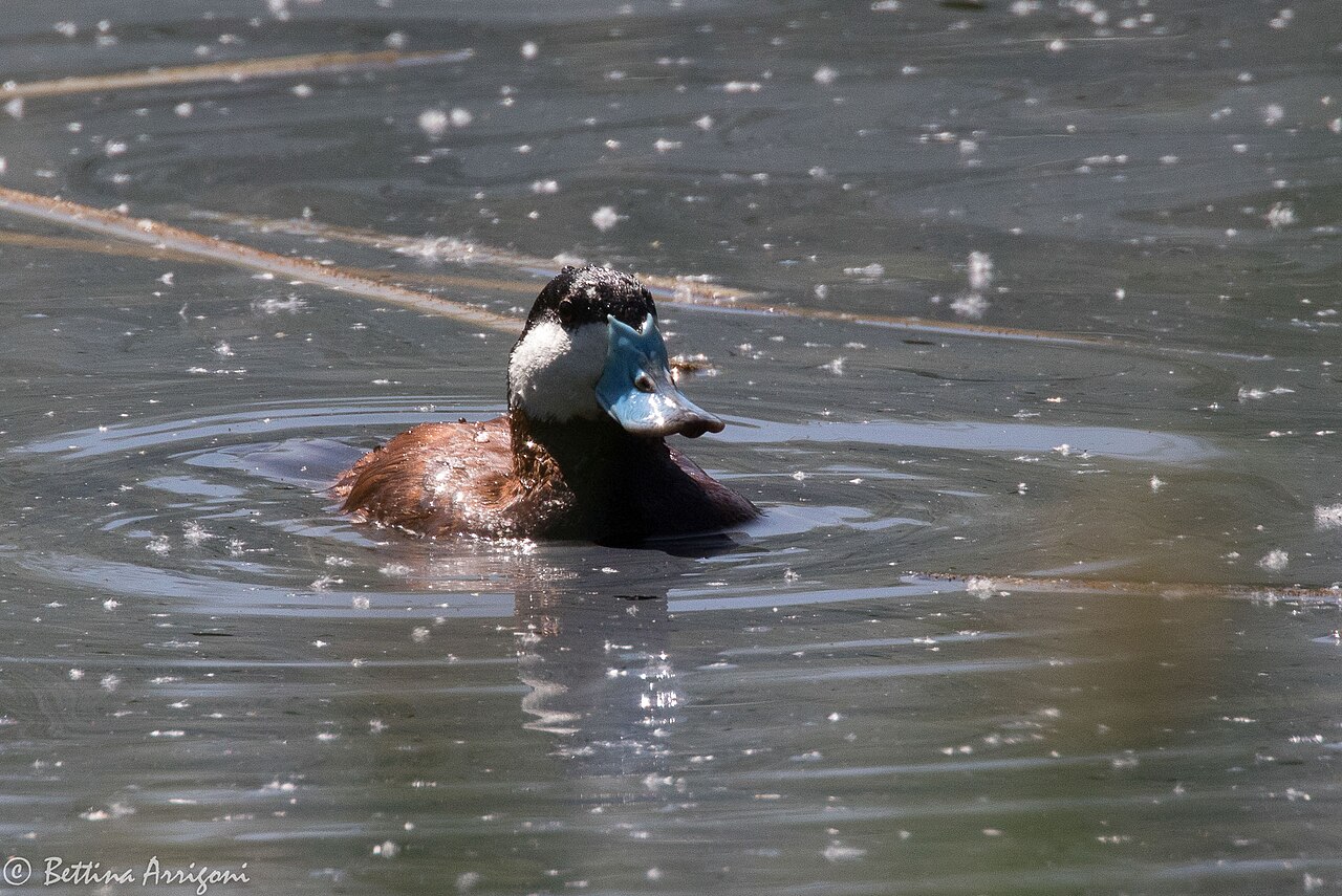 Ruddy Duck Campground