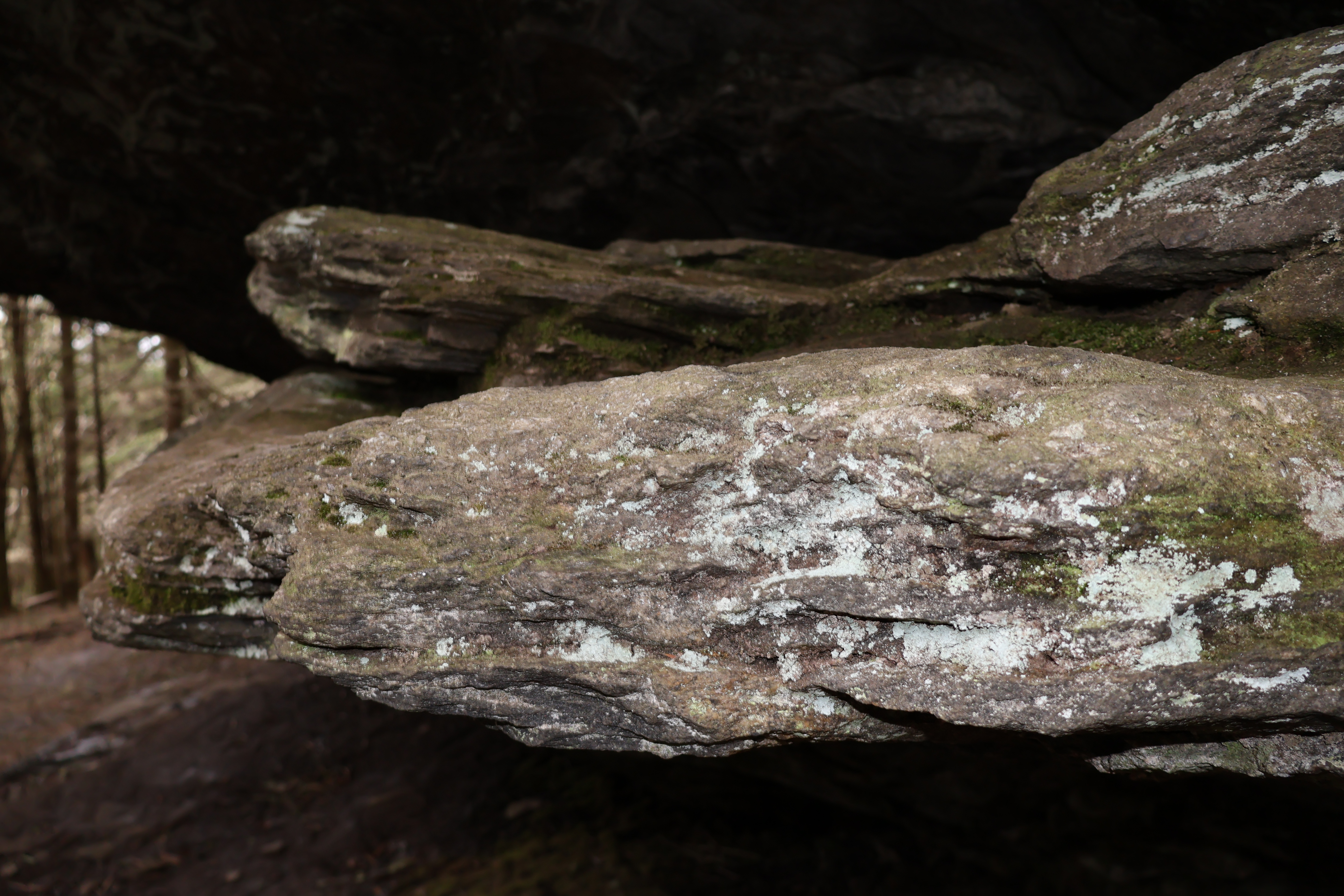 Mount Mitchell State Park