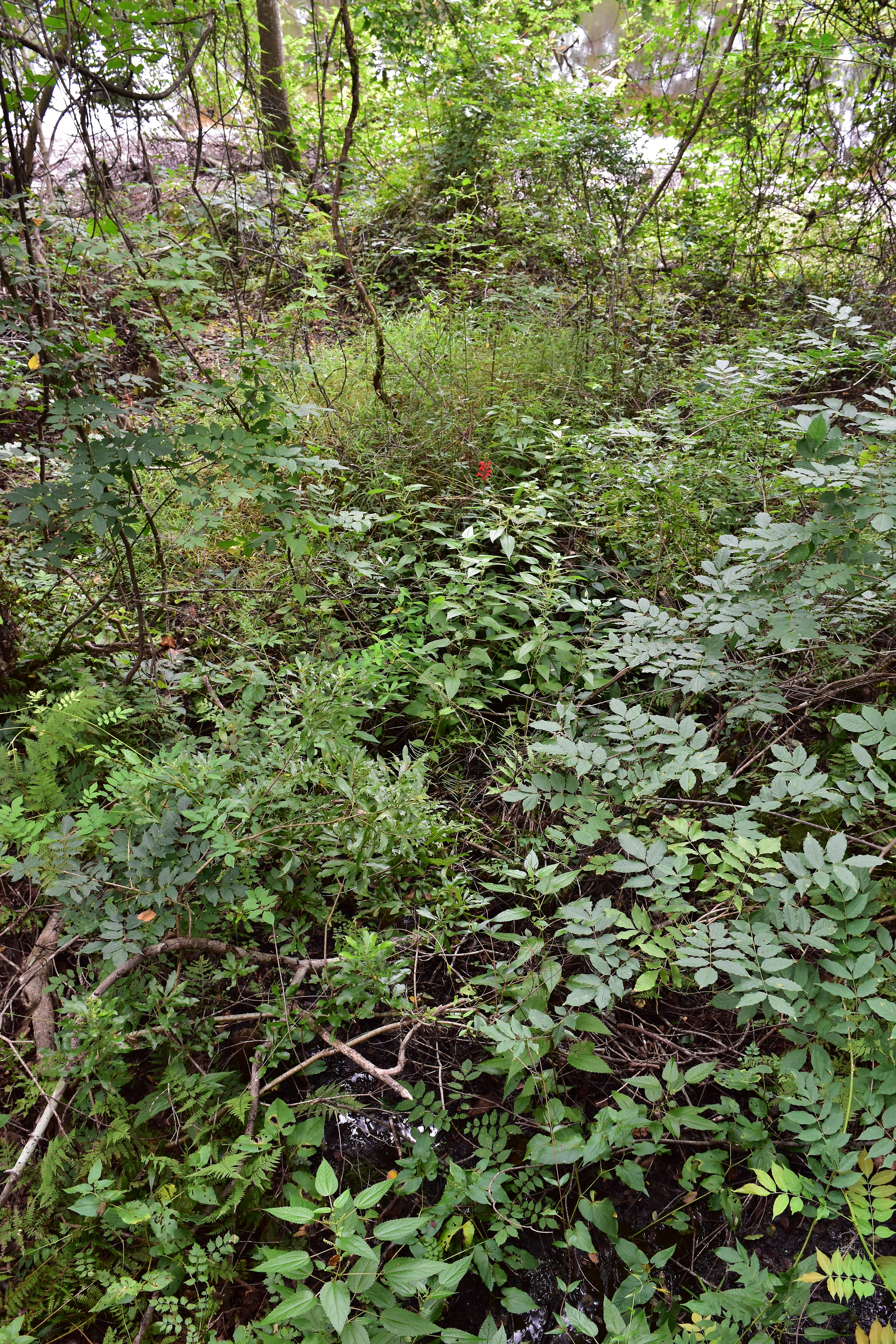Lumber River State Park