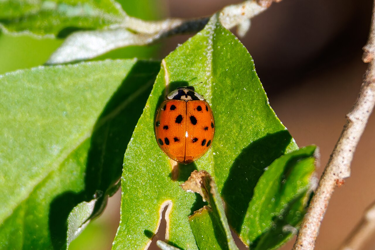 Panther Creek State Park