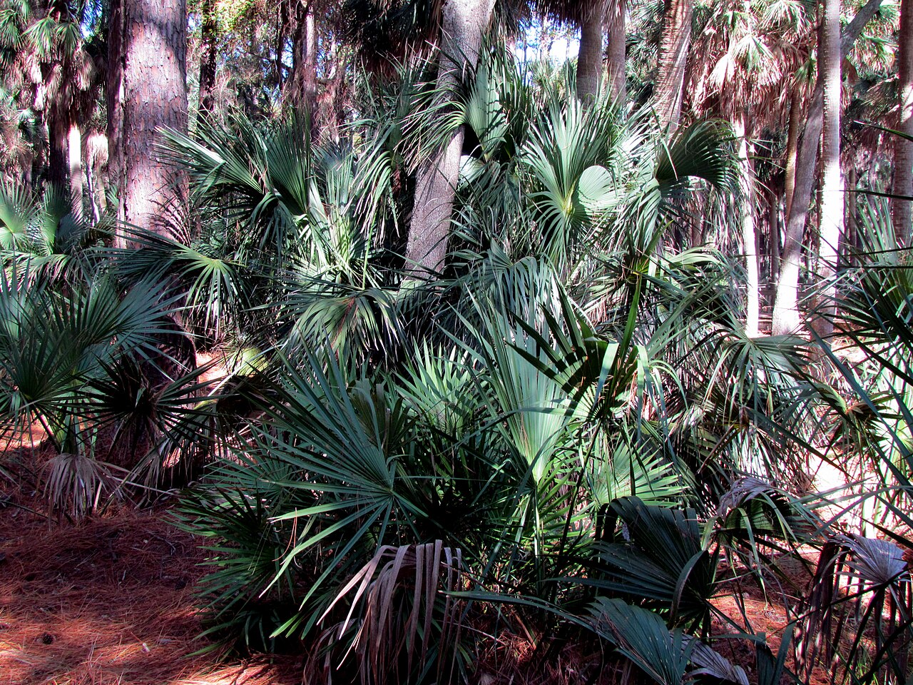 Wikimedia Commons