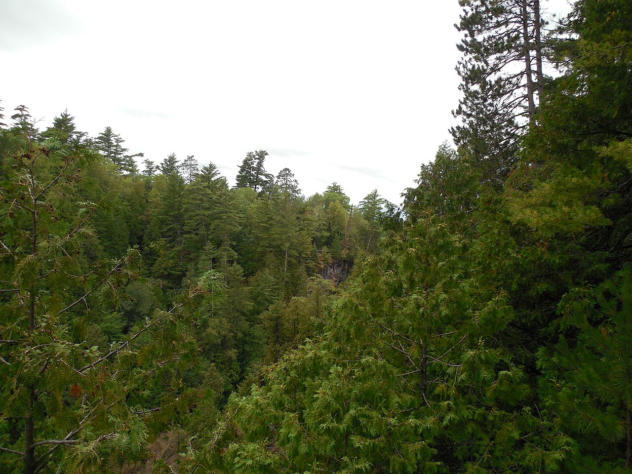 Wikimedia Commons