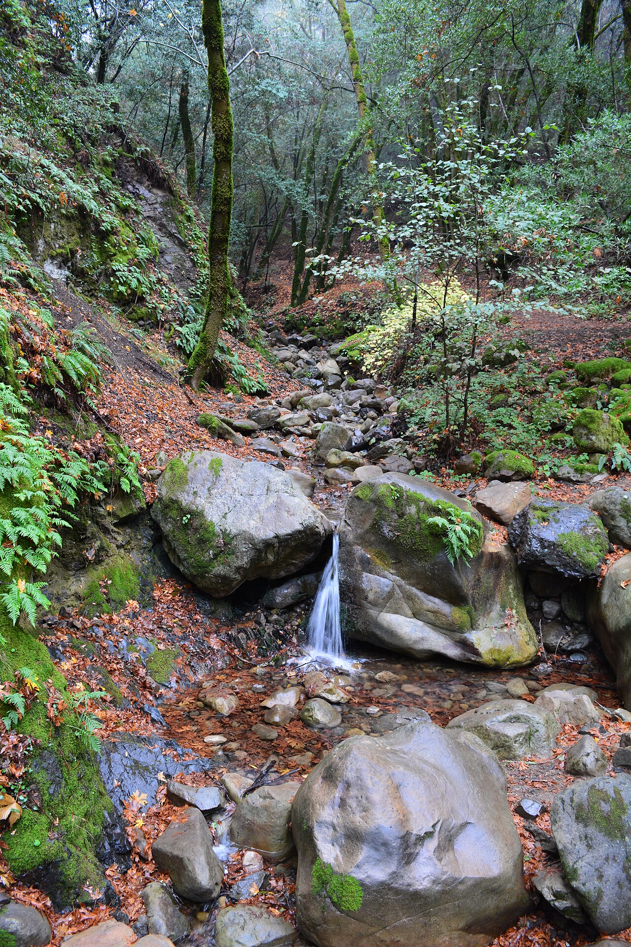 Uvas Canyon