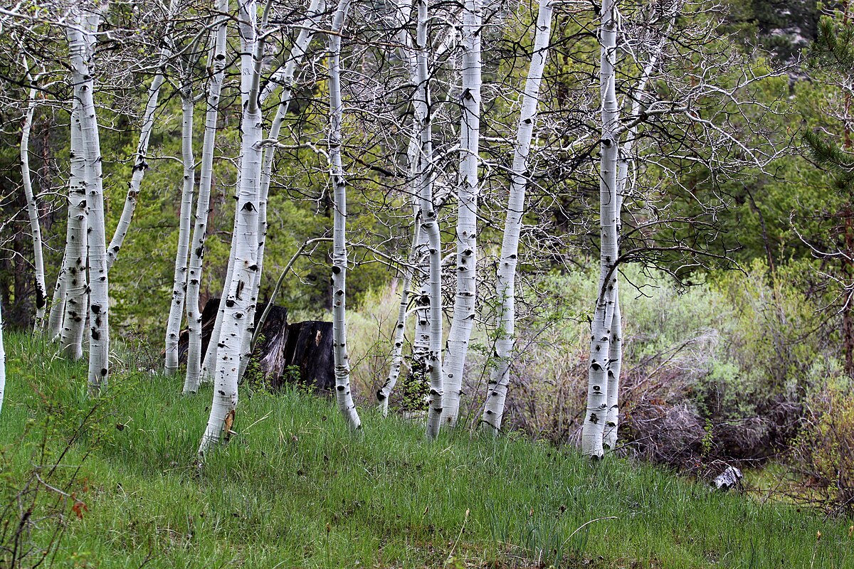 Lower Lee Vining Campground