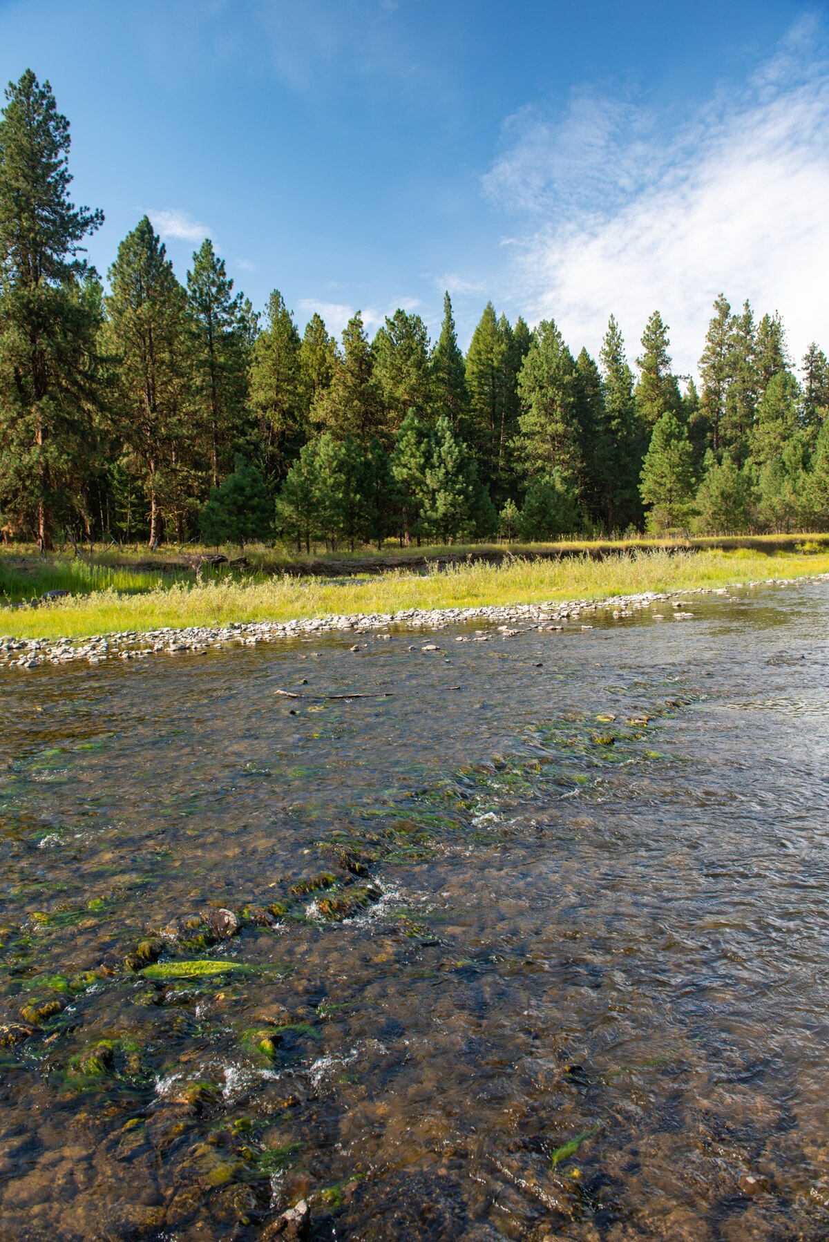 Bird Track Springs Campground