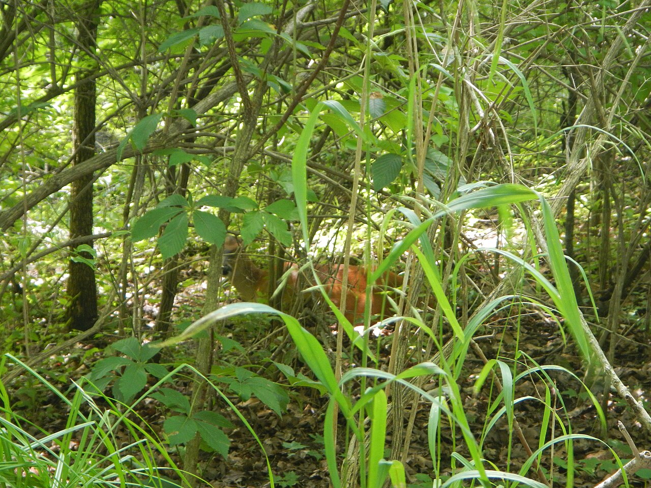 Kickapoo Campground