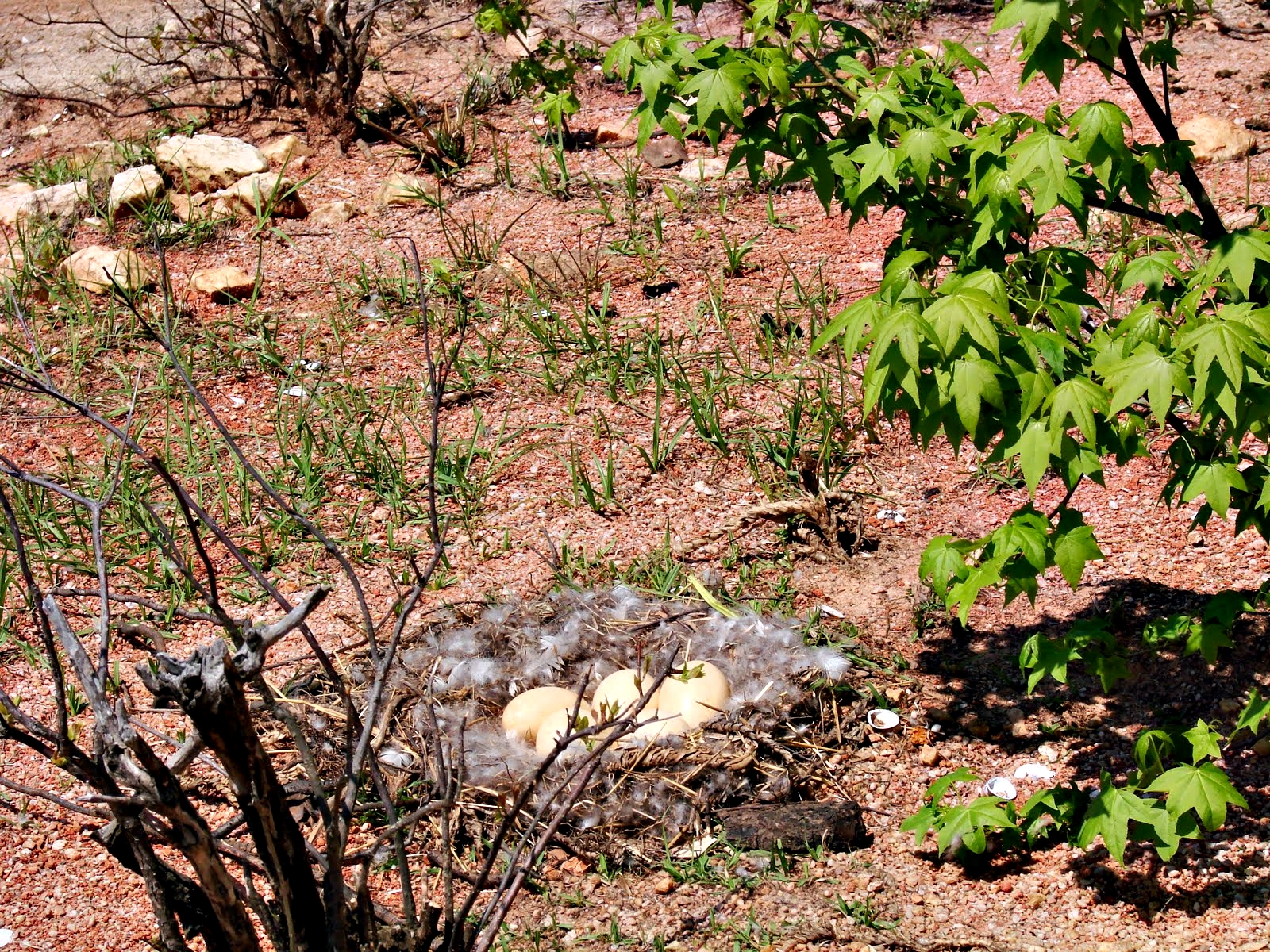 Elijah Clark State Park