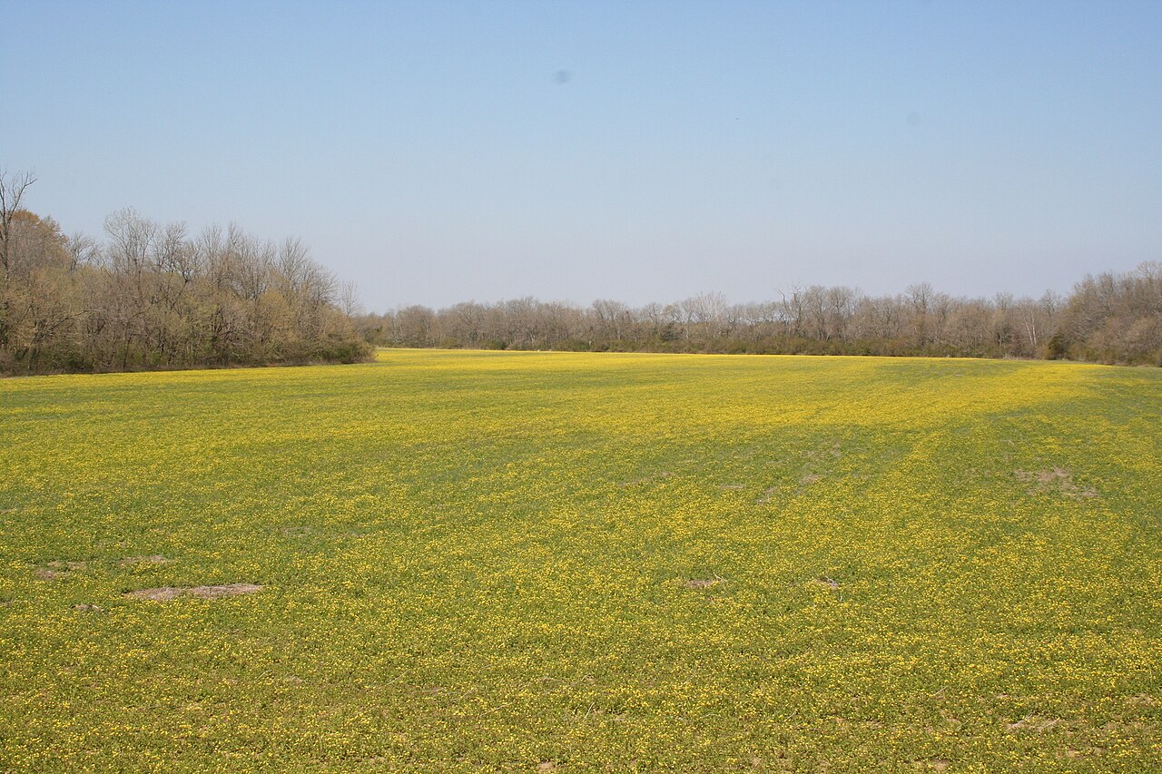Wikimedia Commons