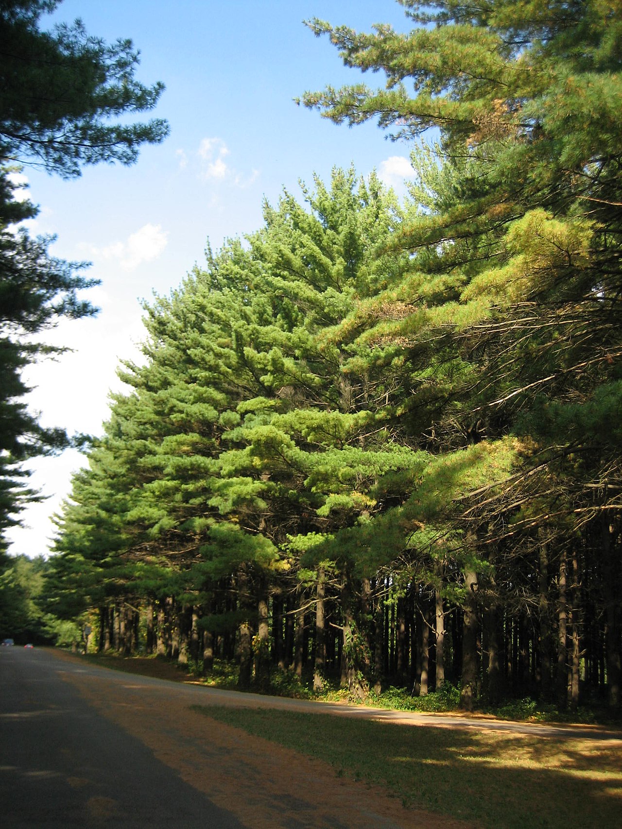 White Pines Forest Campground