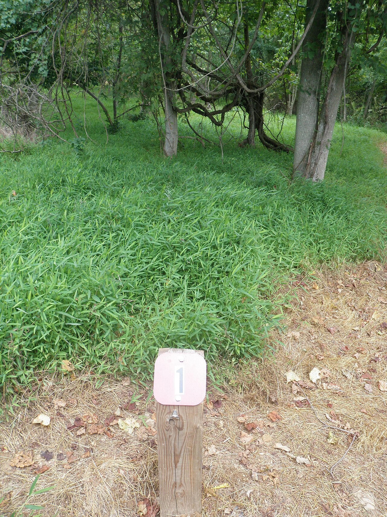 Backcountry Hike-In Campground