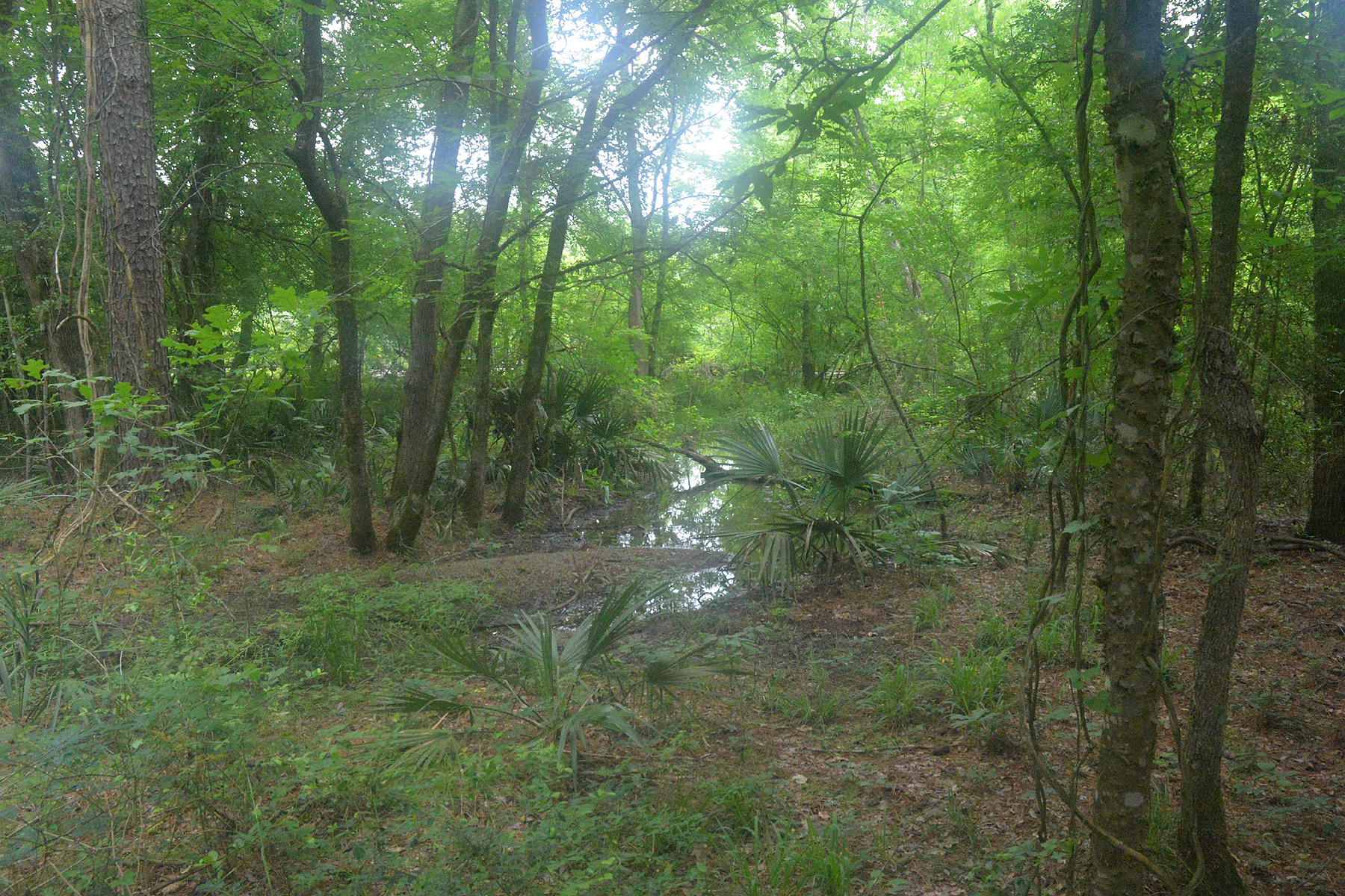 Wikimedia Commons