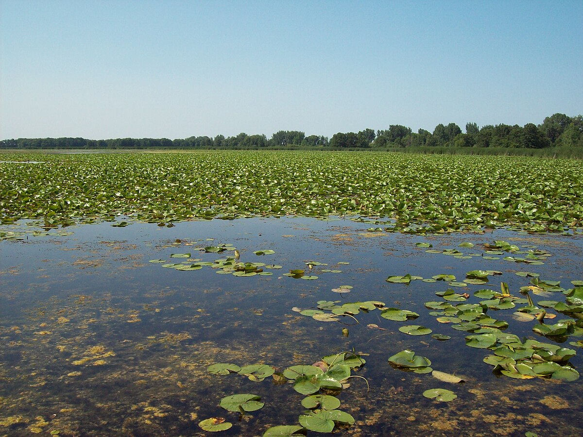 Wikimedia Commons