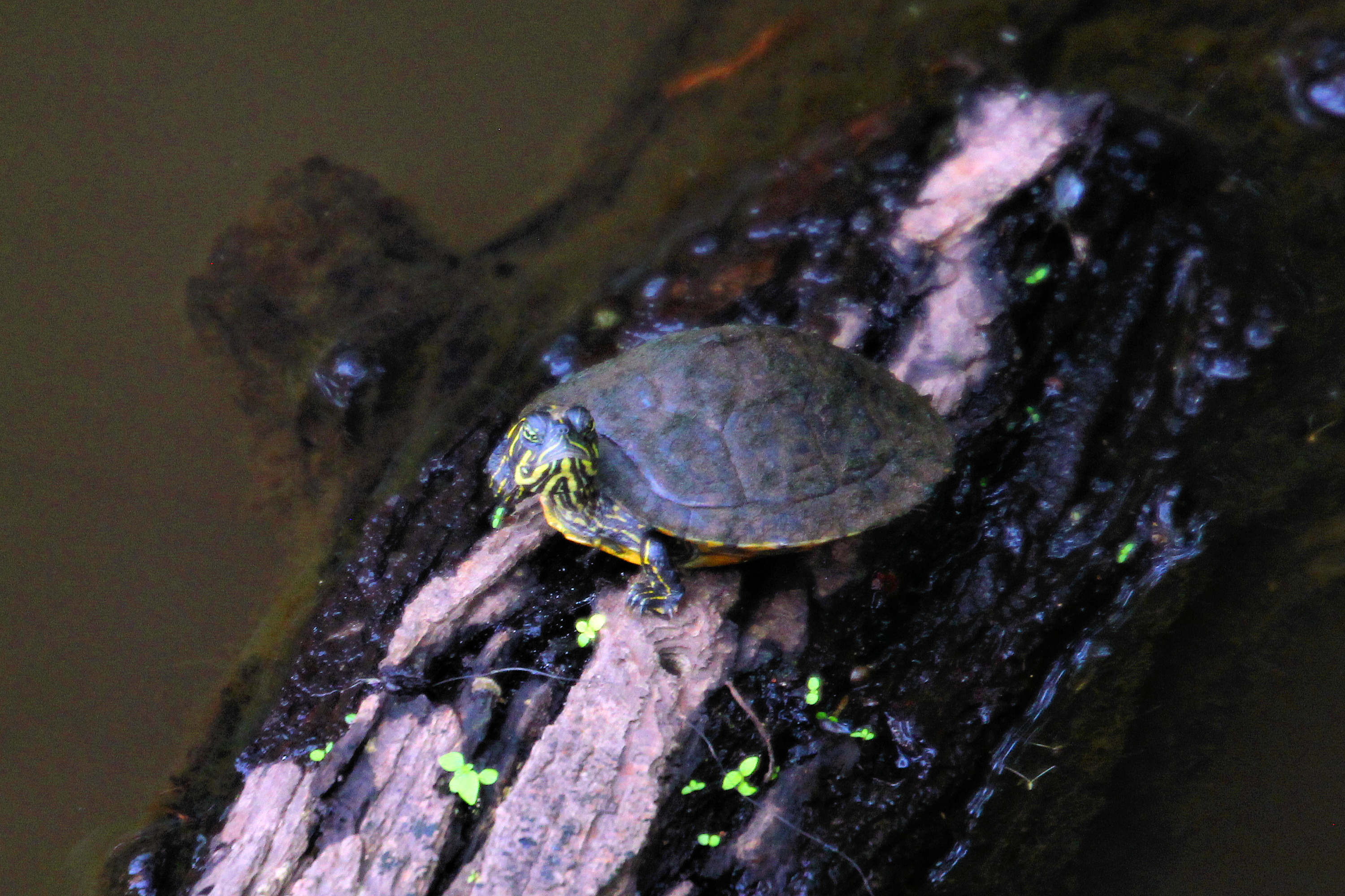 Caddo Lake State Park