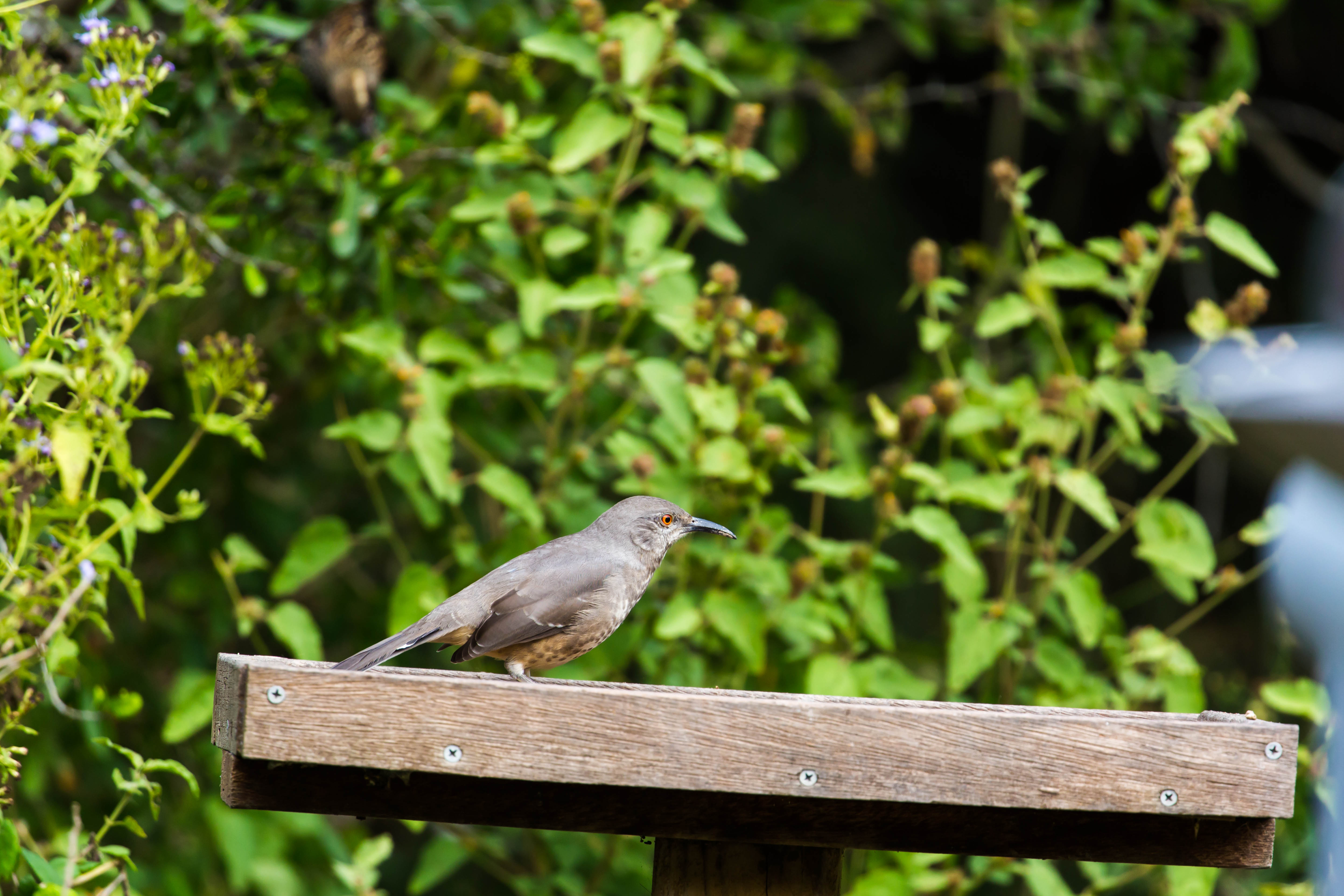 Estero Llano Grande State Park