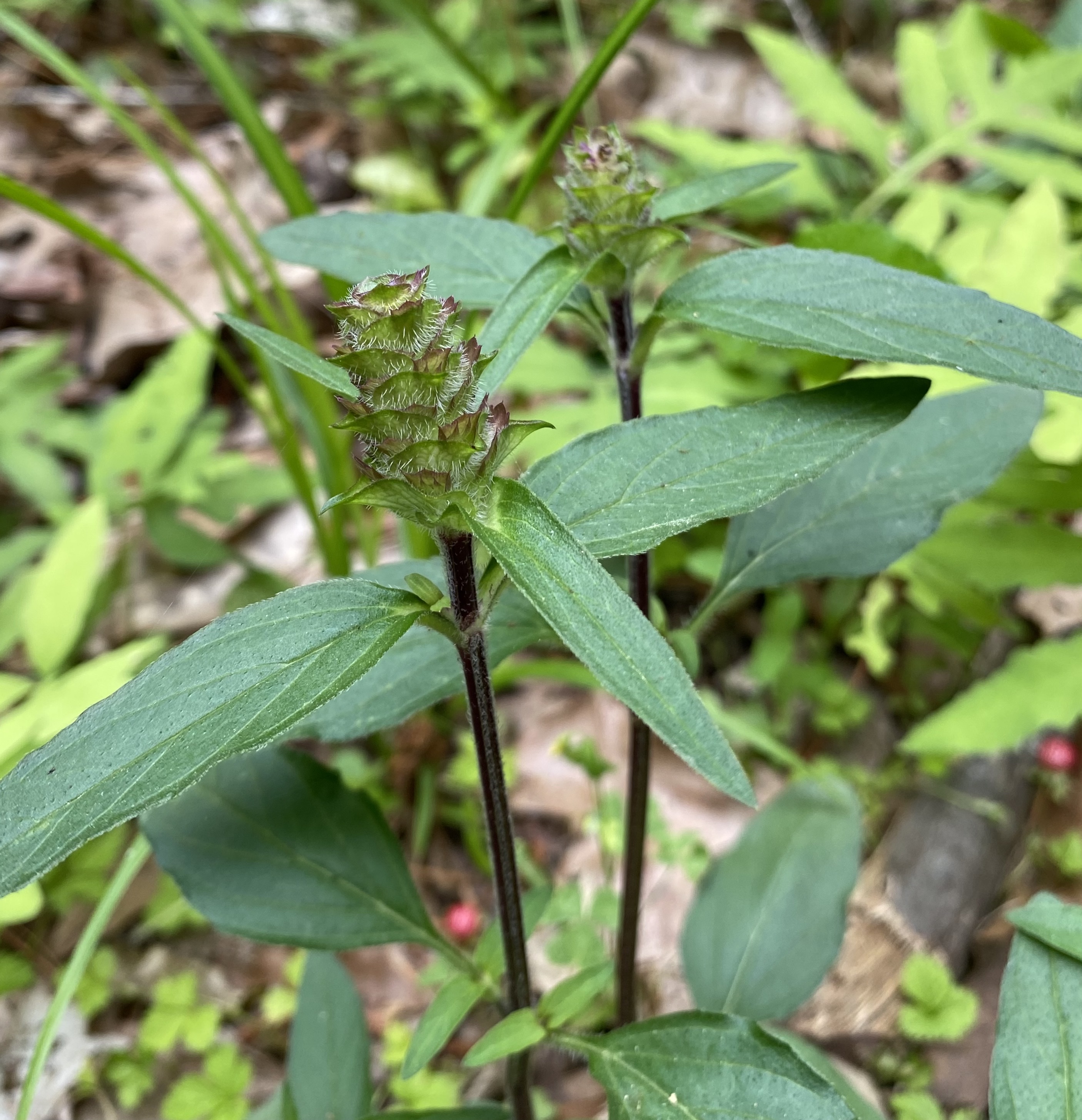Martin Dies Jr. State Park