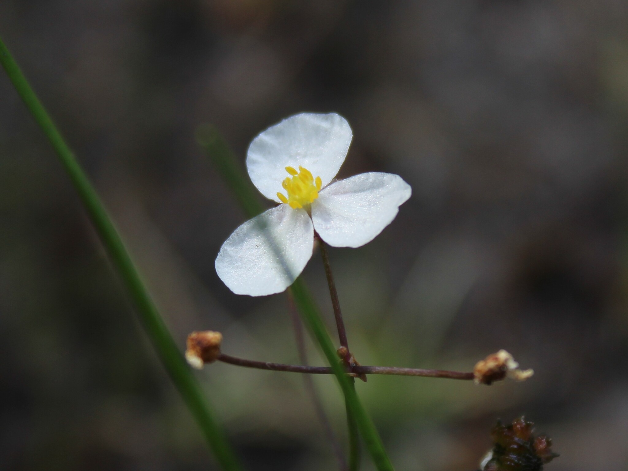 Myles Standish State Forest