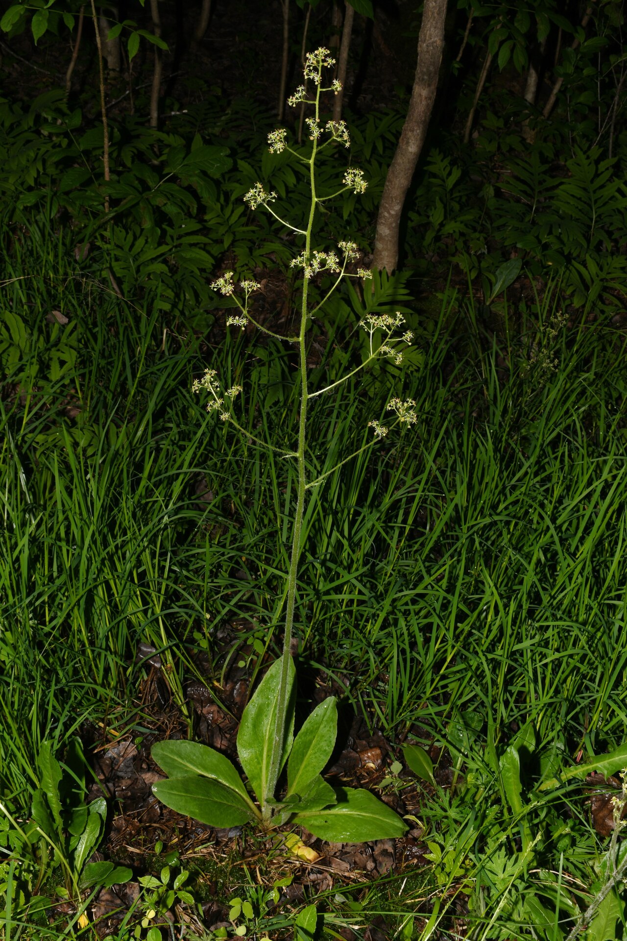 Amnicon Falls State Park