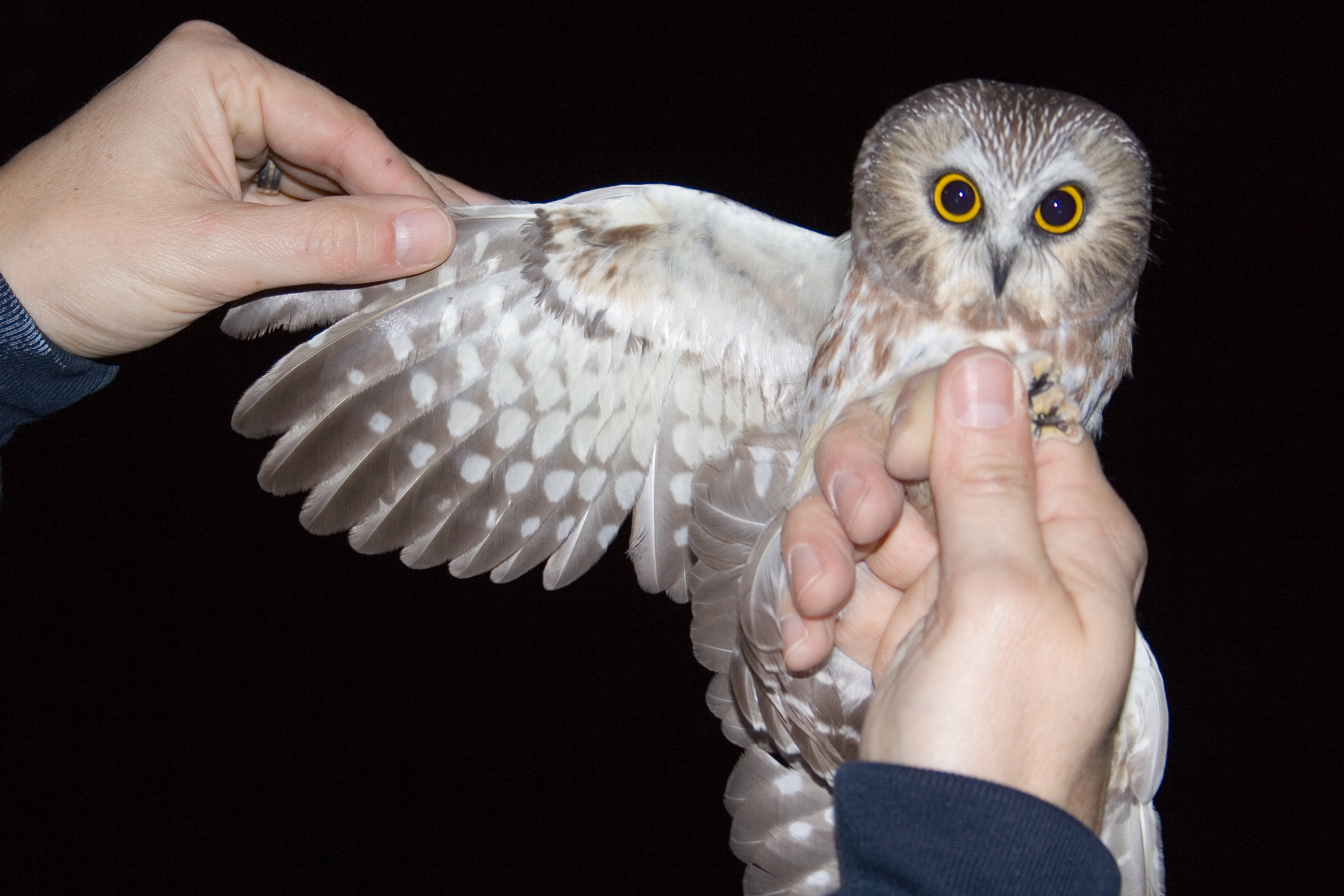 Yellowwood State Forest