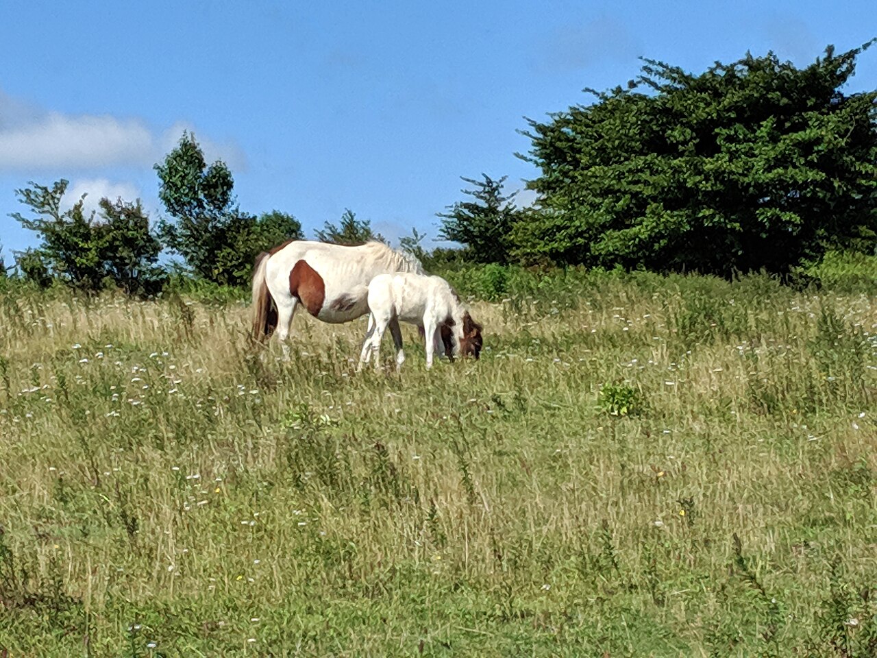 Horse Stalls Campground
