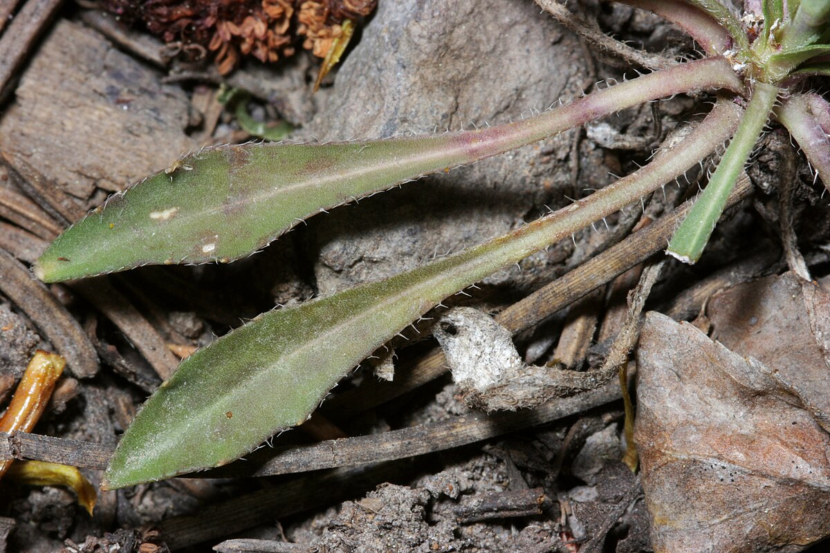 Wikimedia Commons