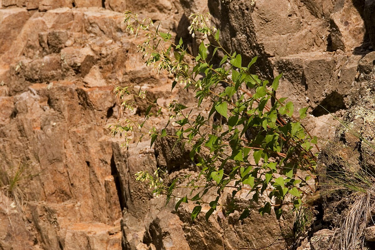 Railroad Canyon Campground