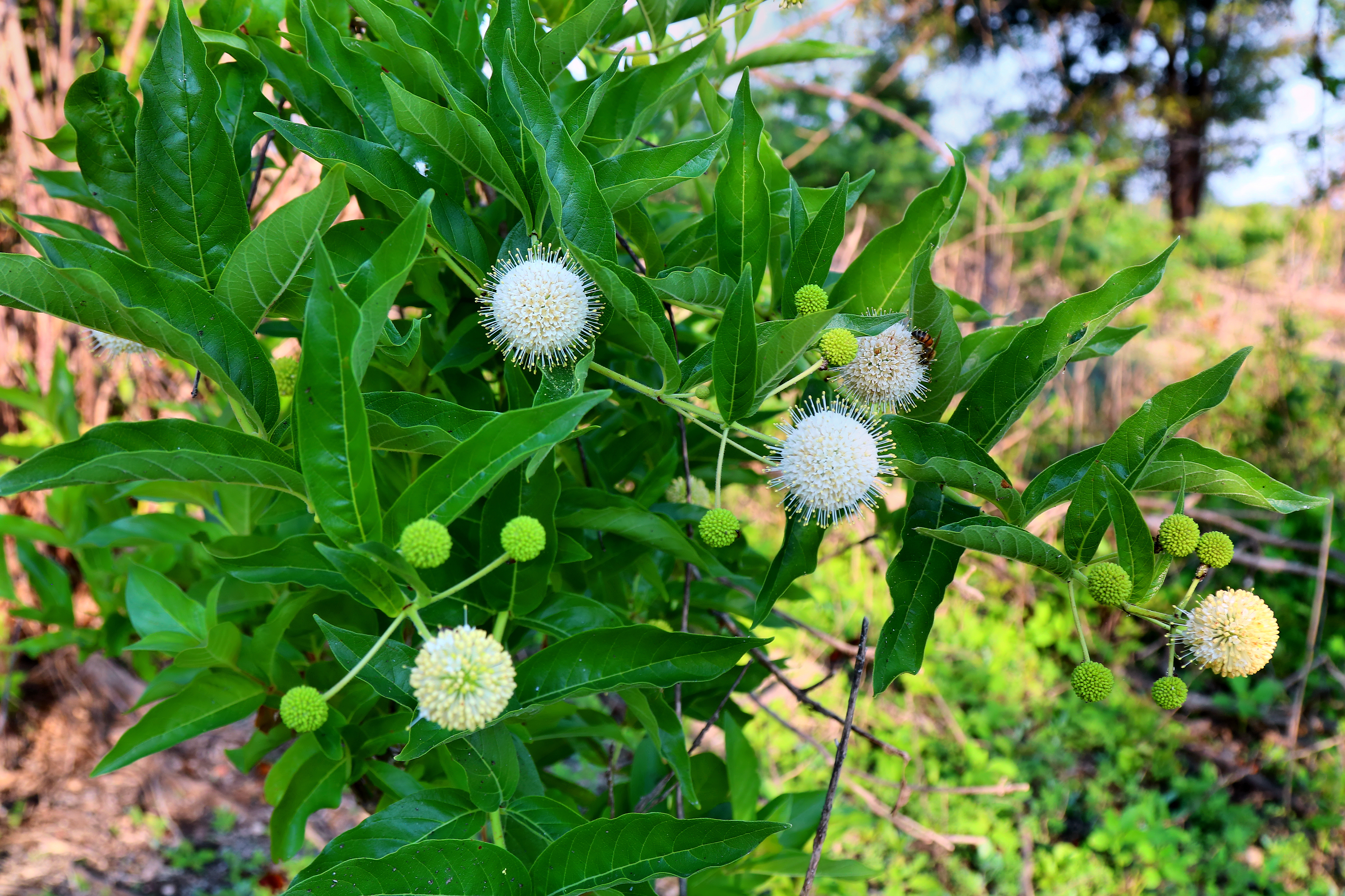 Lake Whitney State Park