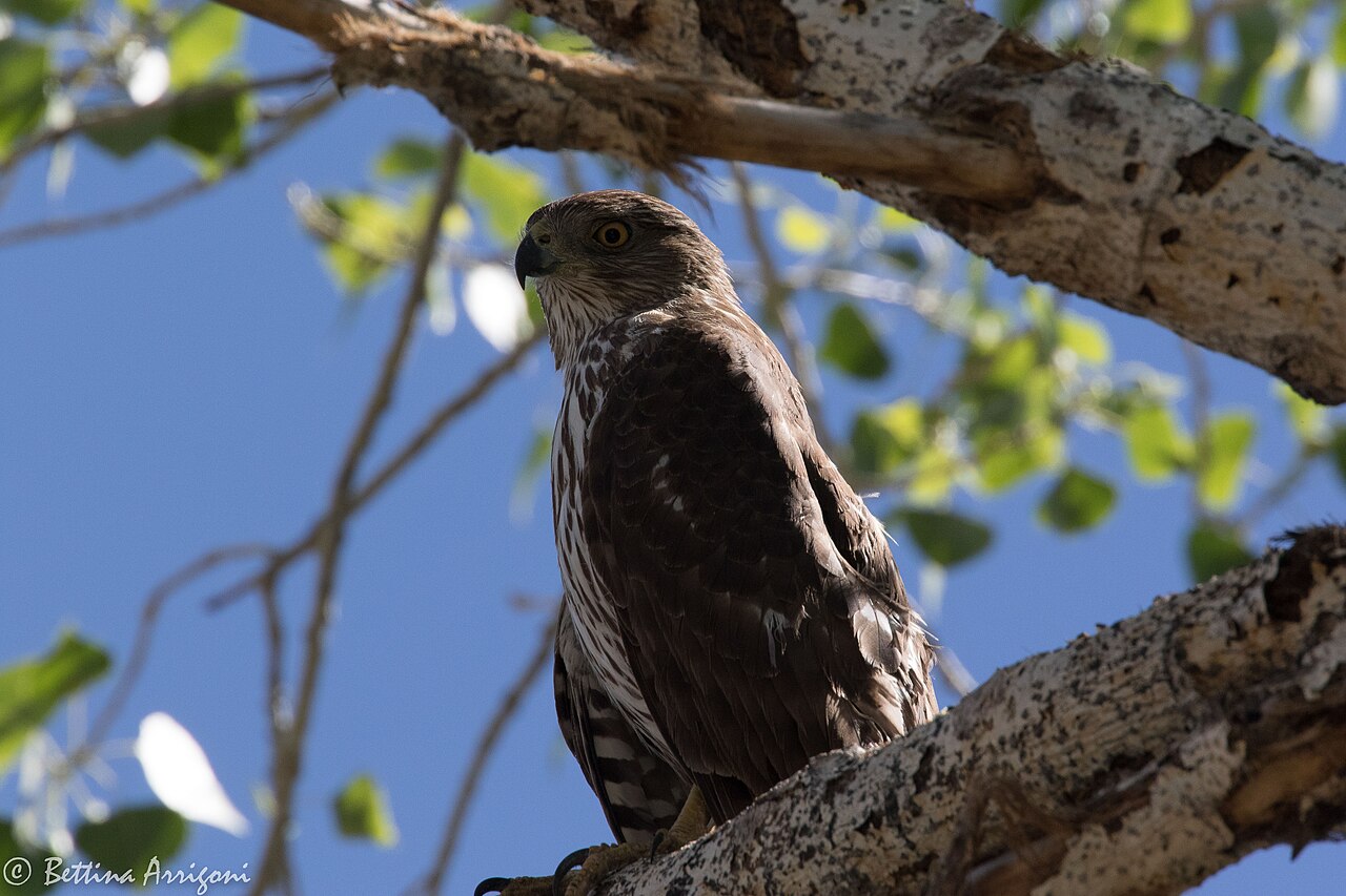 Cooper's Hawk Campground
