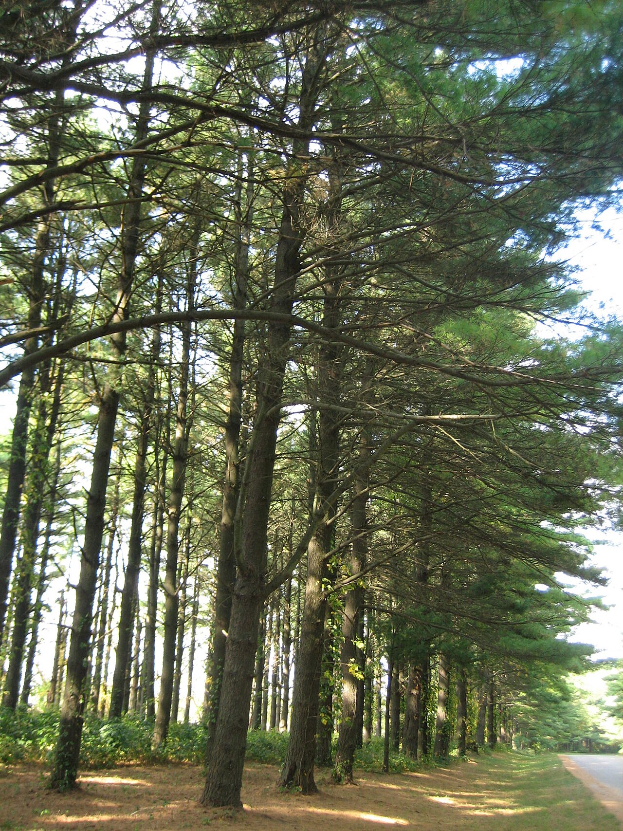 White Pines Forest Campground