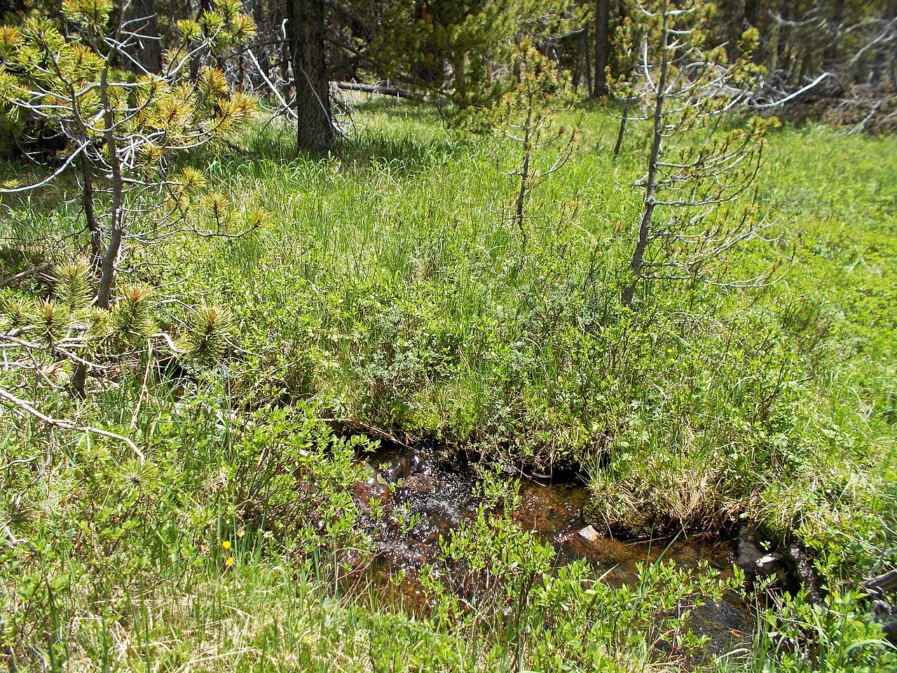 Pole Creek Lake Campground